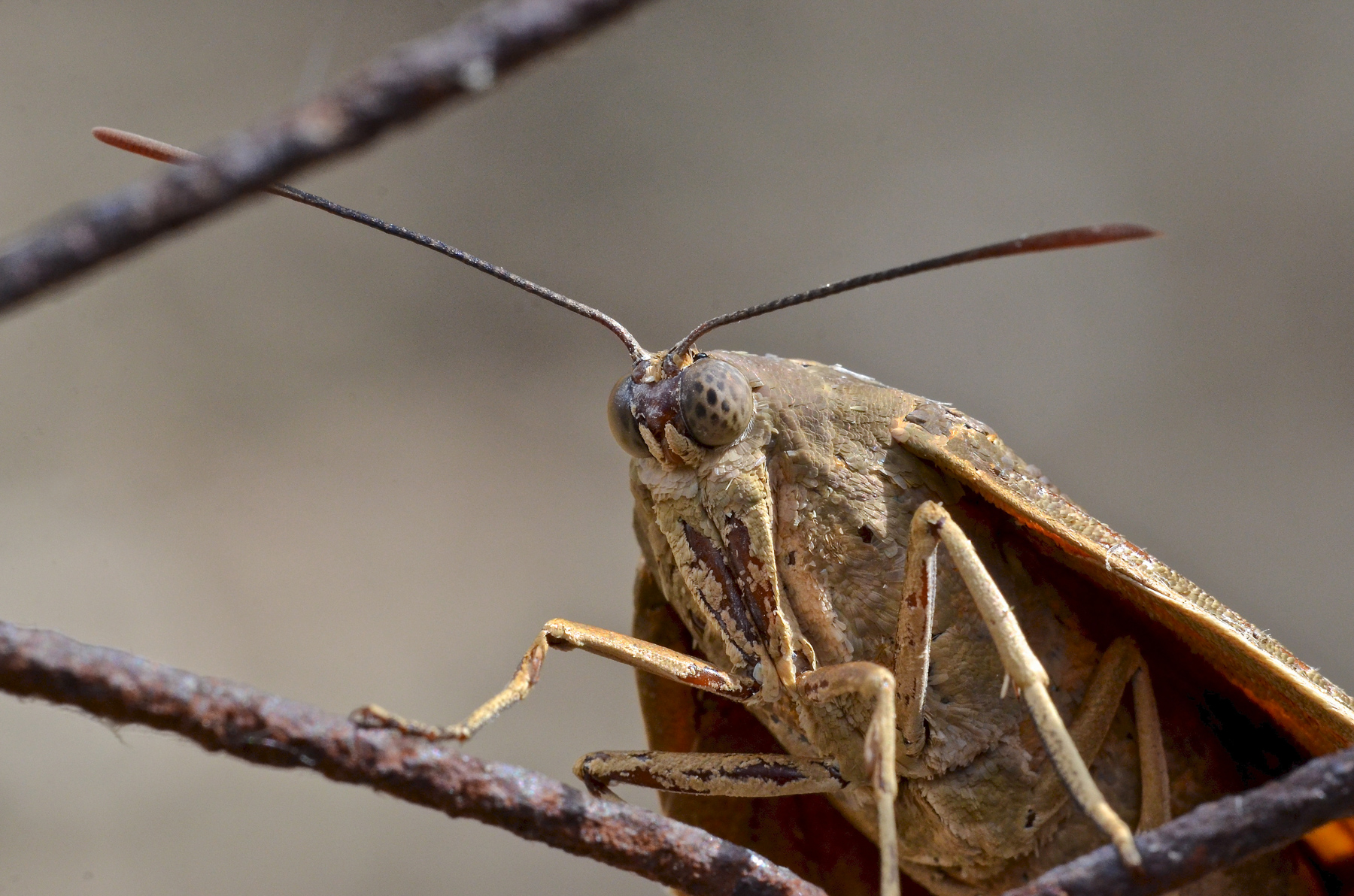 Primo piano di falena
