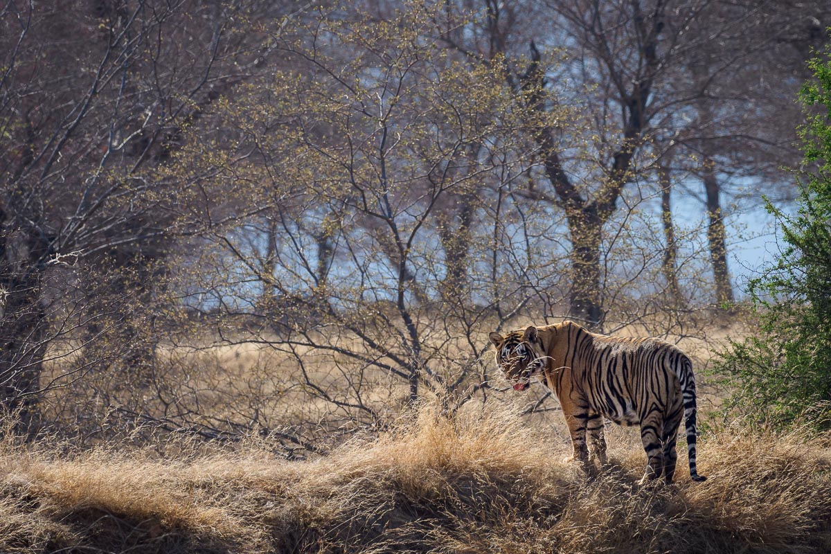 Il regno della tigre