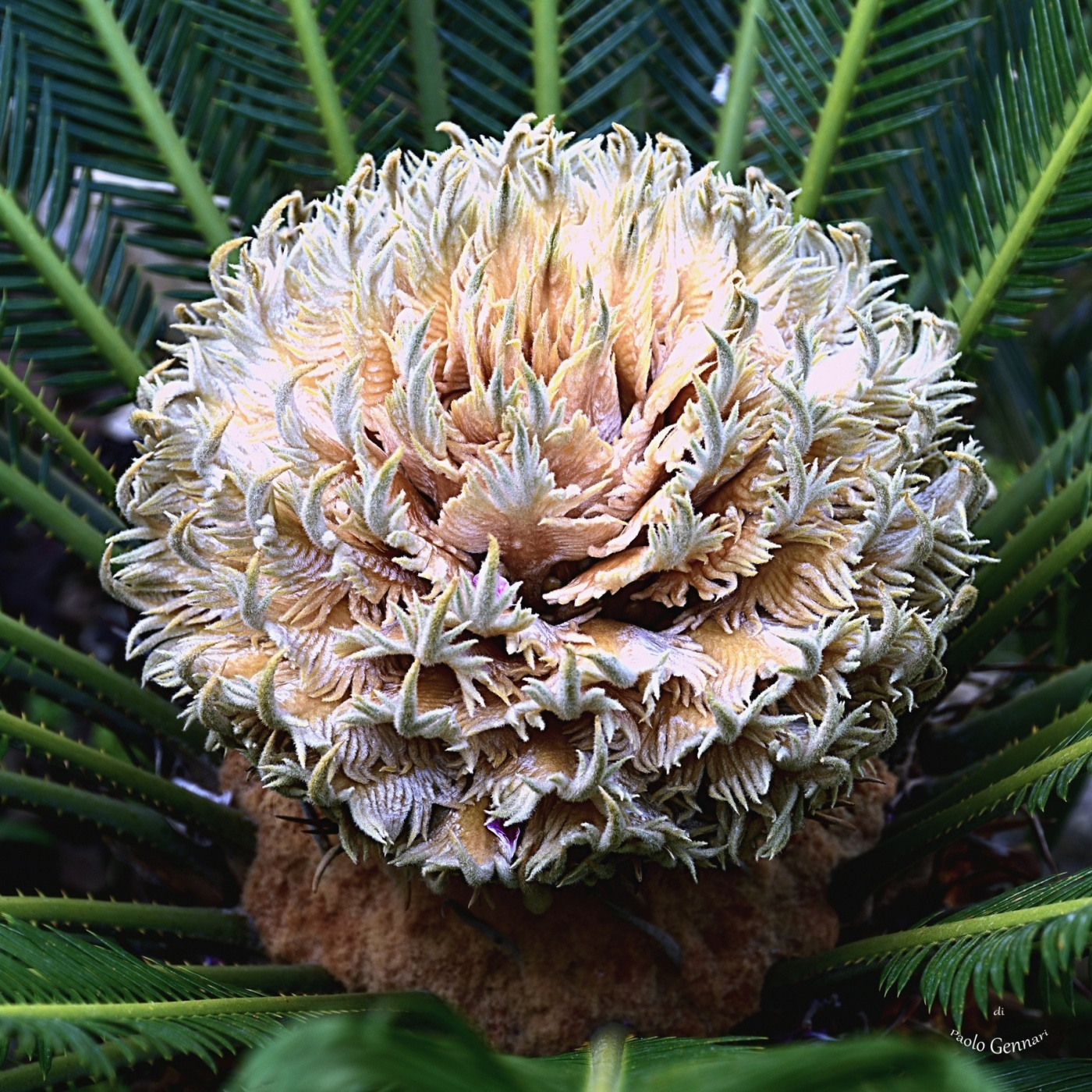 Il fiore della Cycas