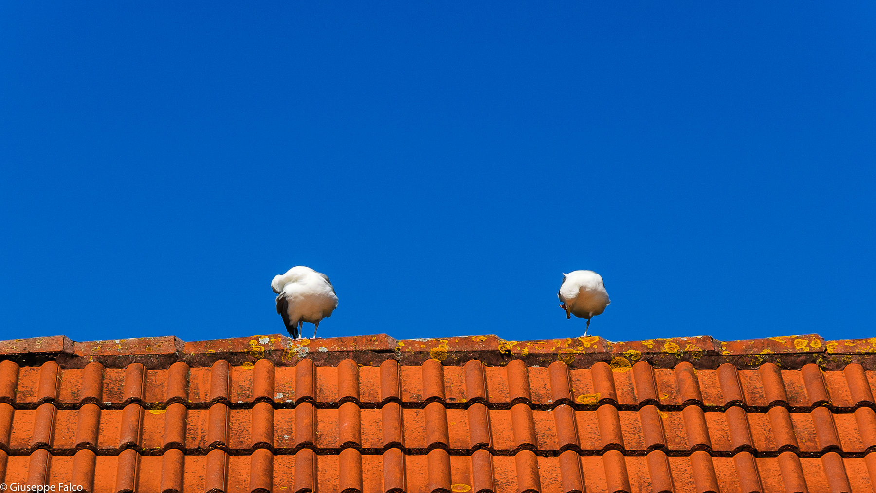 Il Gabbiano Jonathan Livingston incontra Fletcher Lynd