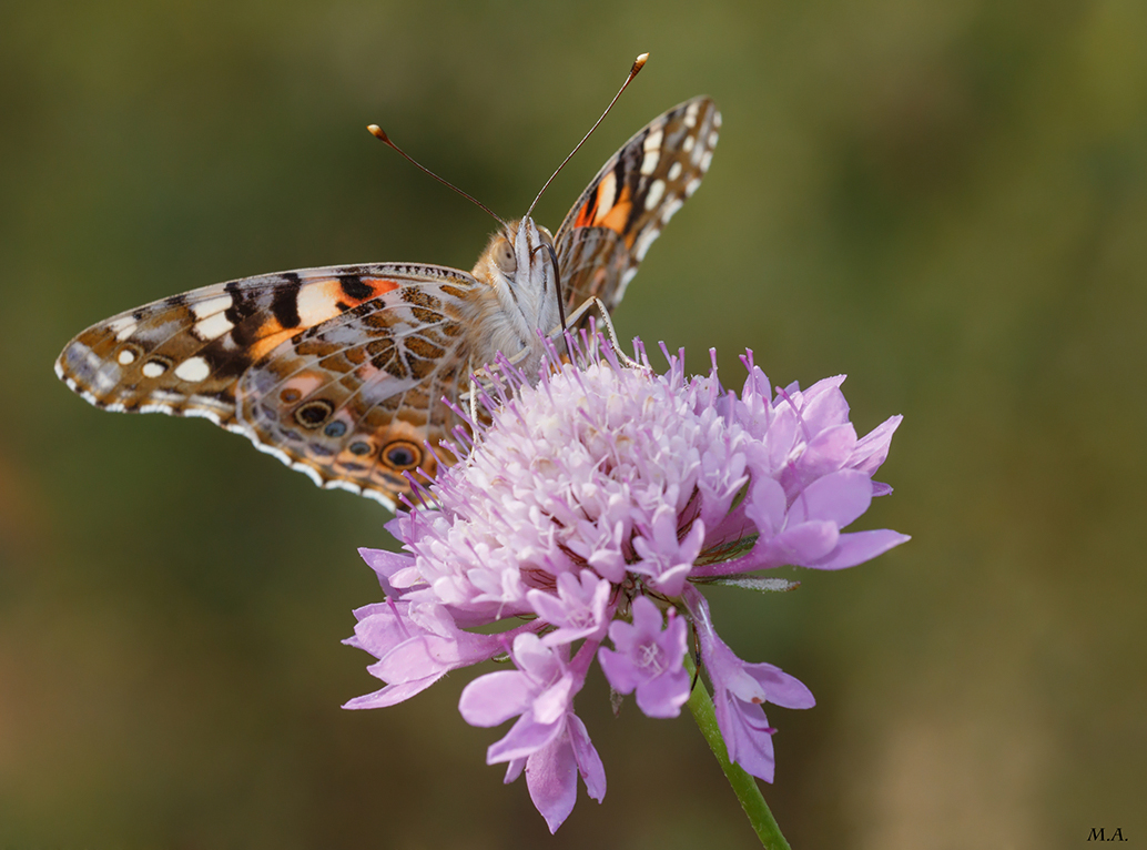 Buon appetito vanessa