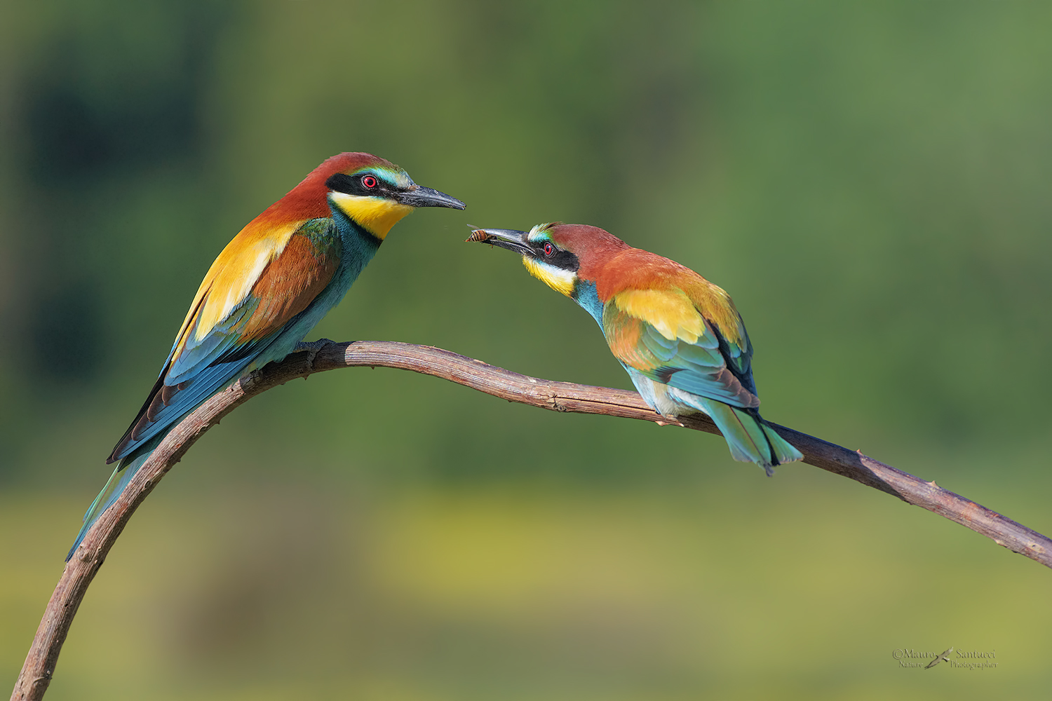 Dono-d'amore_DSC6847