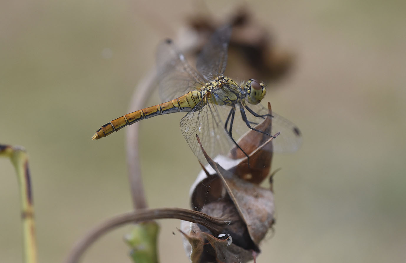 Libellula
