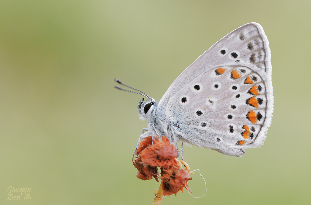 Polyommatus icarus