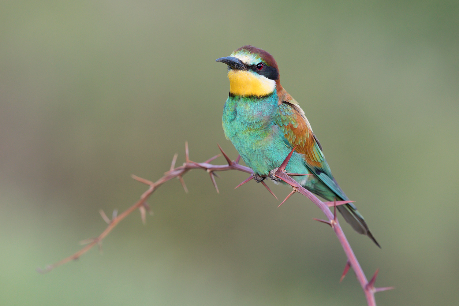 gruccione al naturale..