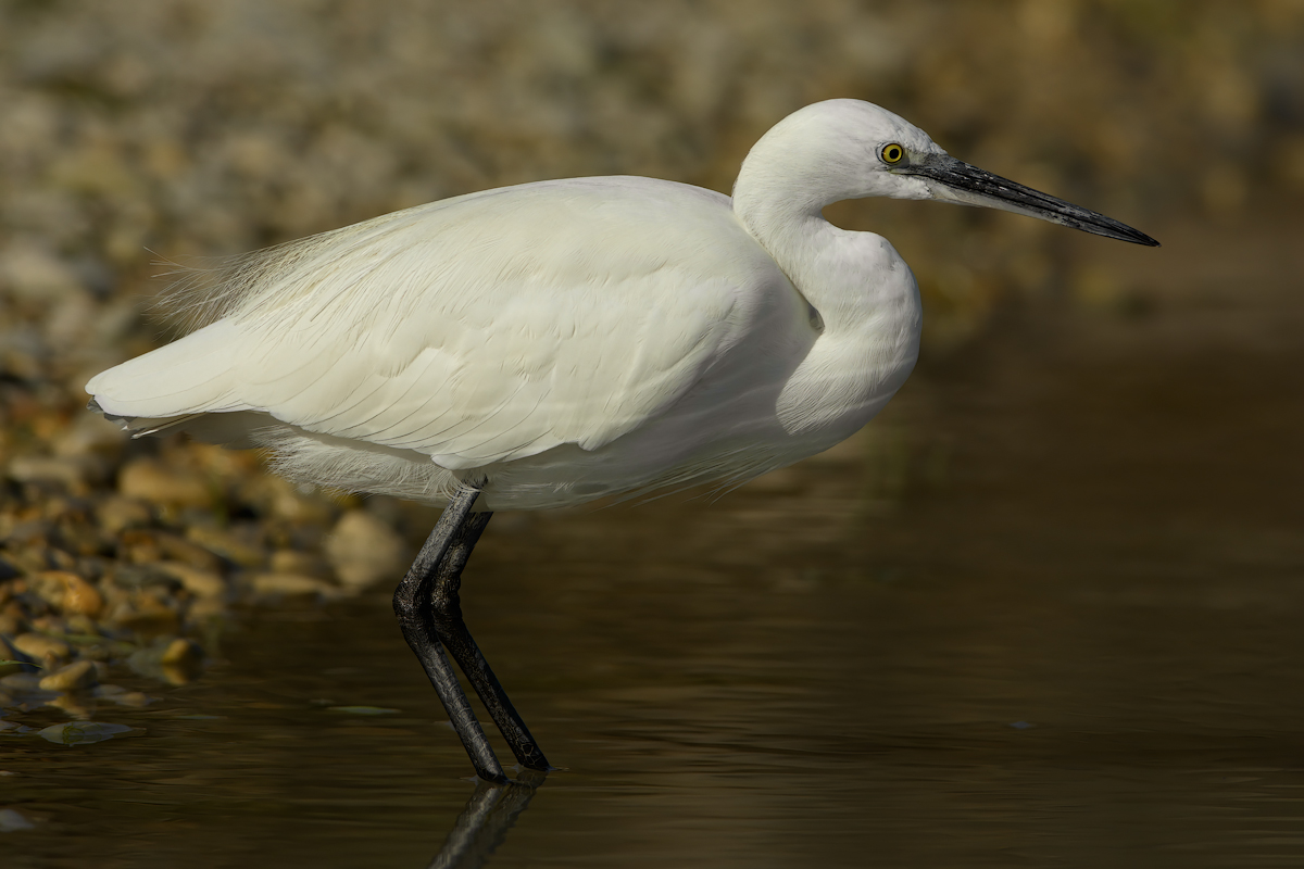 Garzetta (Egretta garzetta)