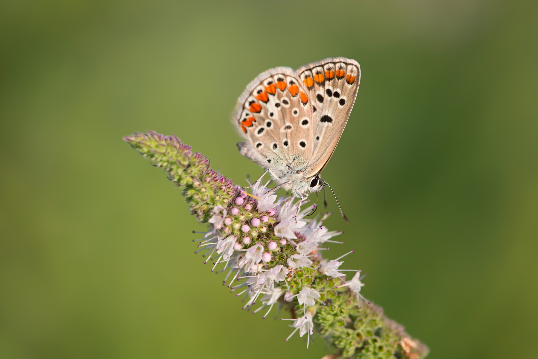 Aricia agestis su Mentha suaveolens