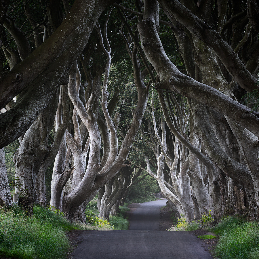 The dark hedges