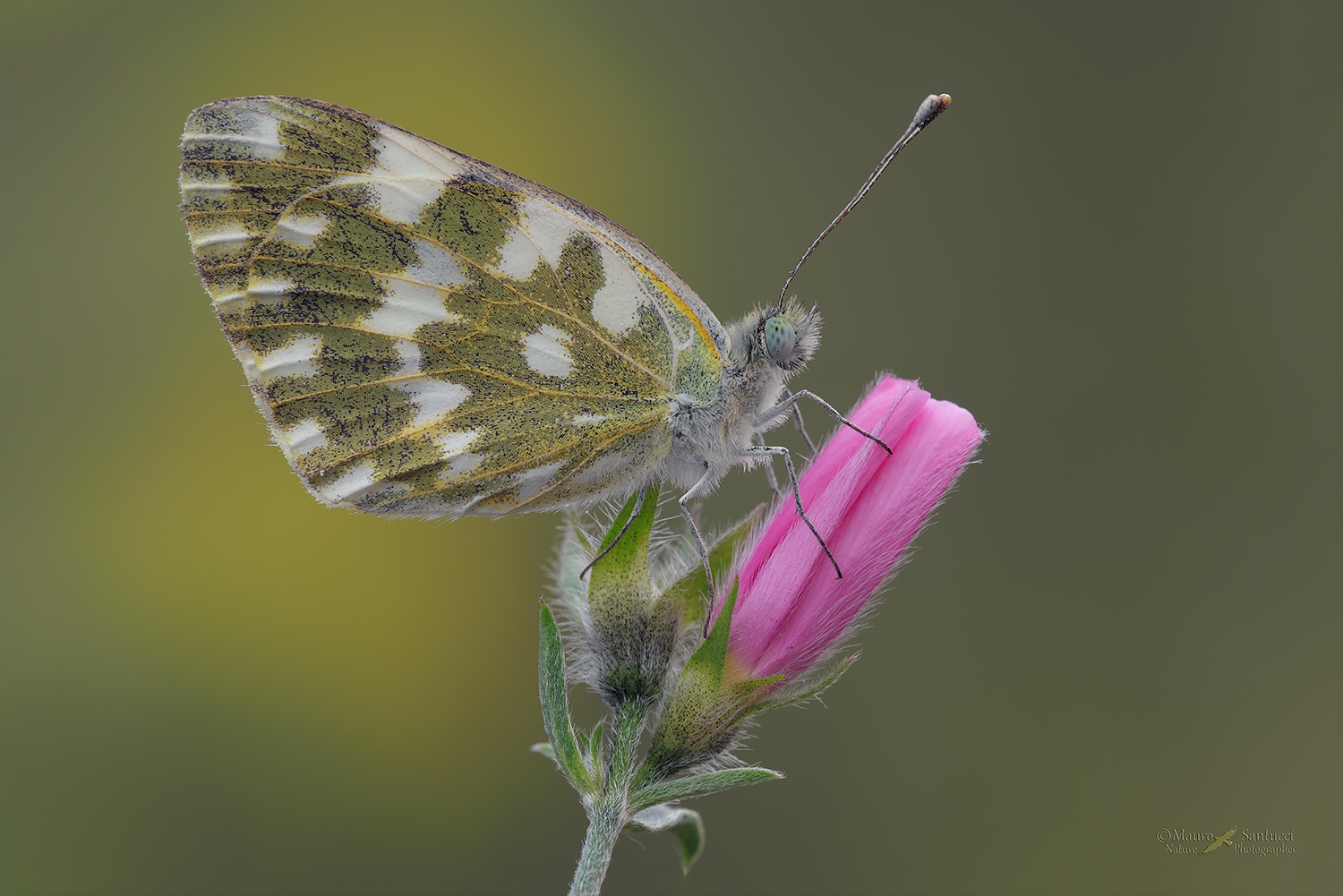 Pontia-edusa_DSC4326