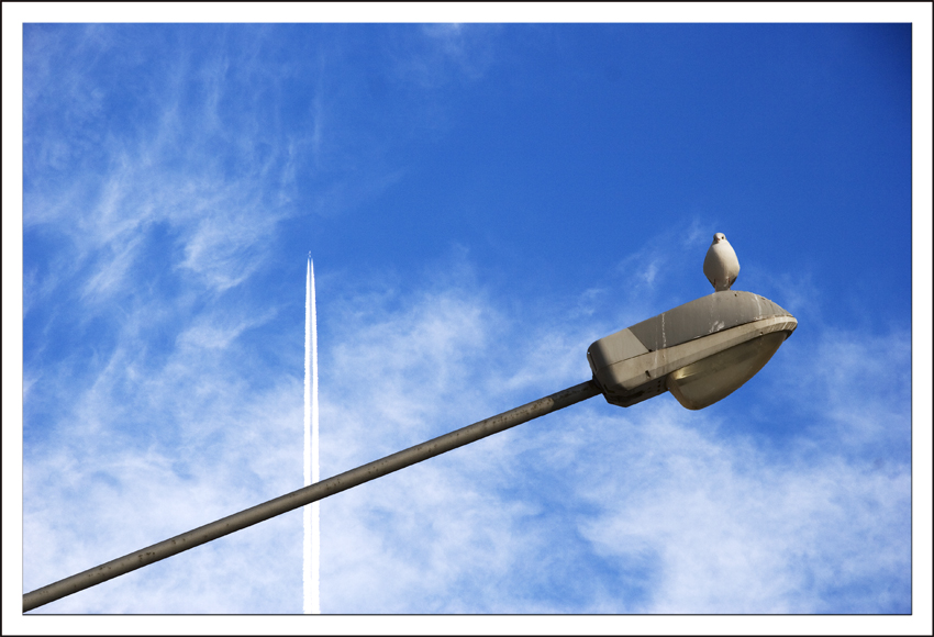 Cosa far� da grande