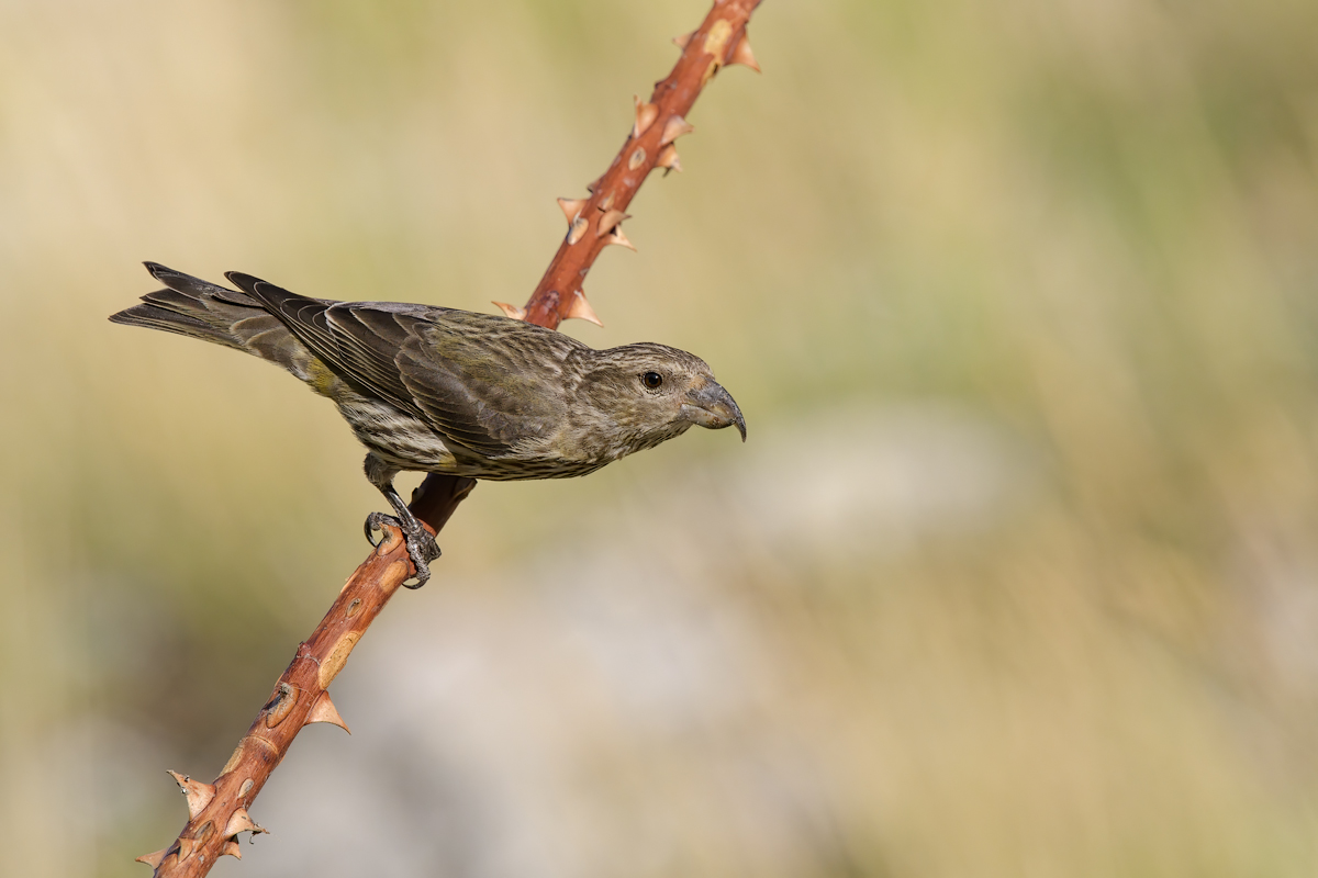 Crociere  (Loxia curvirostra)