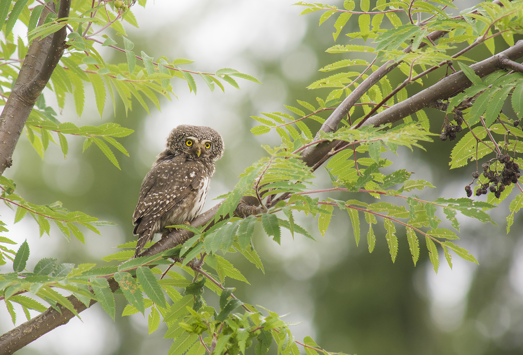 Anche LOLA si nasconde