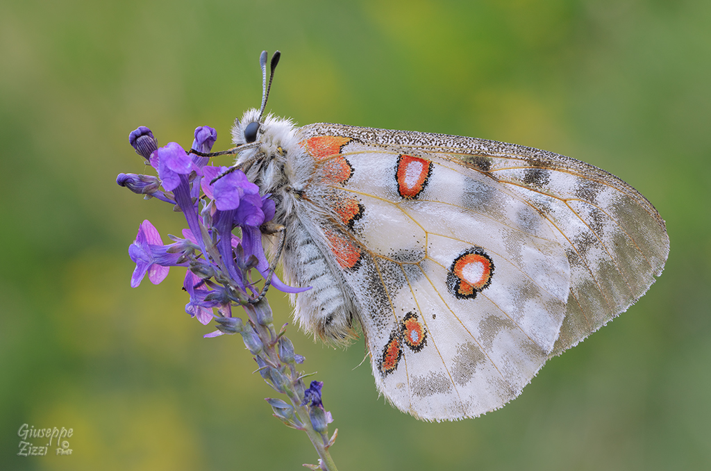 Parnassius apollo