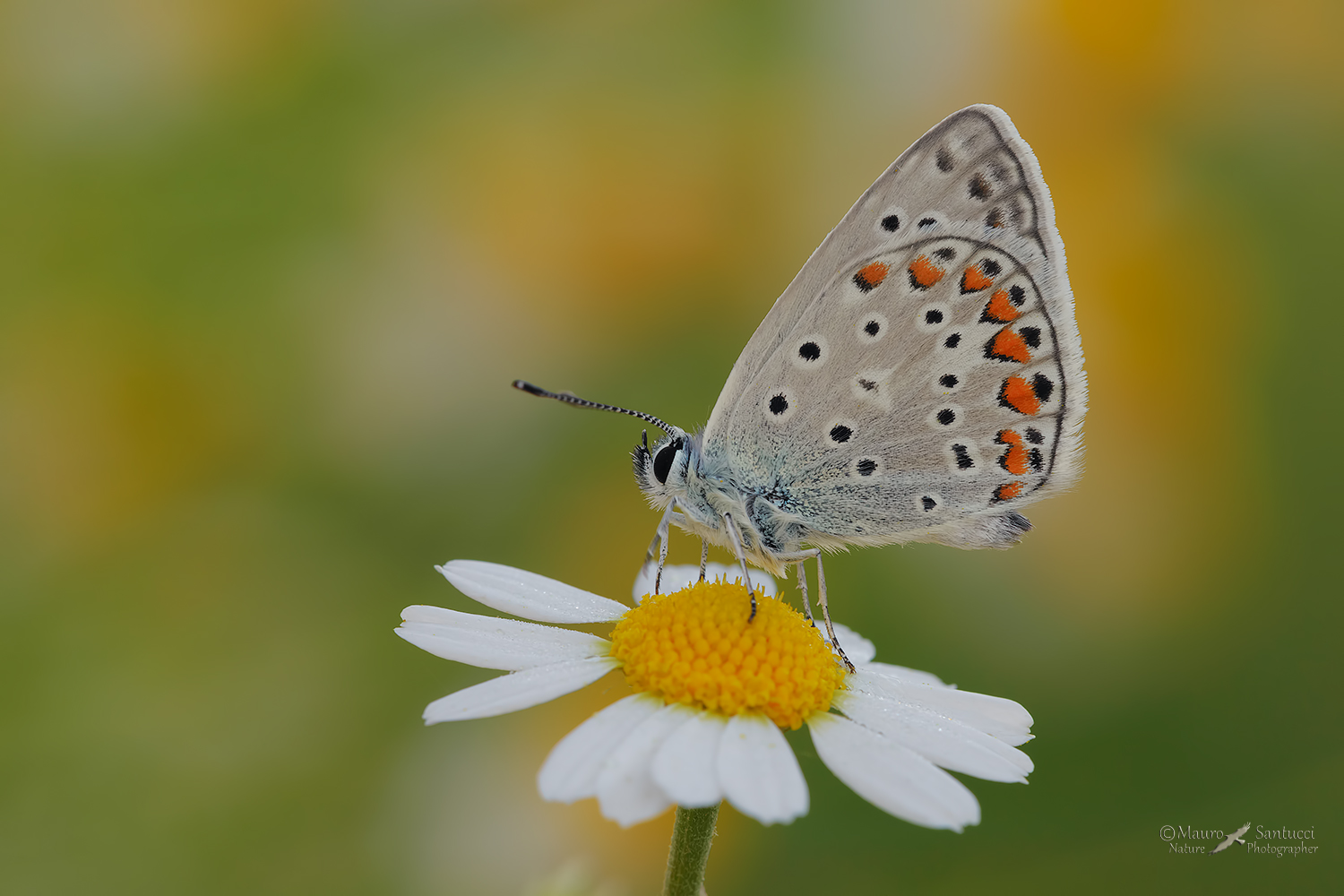 La-licenide-e-la-margherita_DSC8100