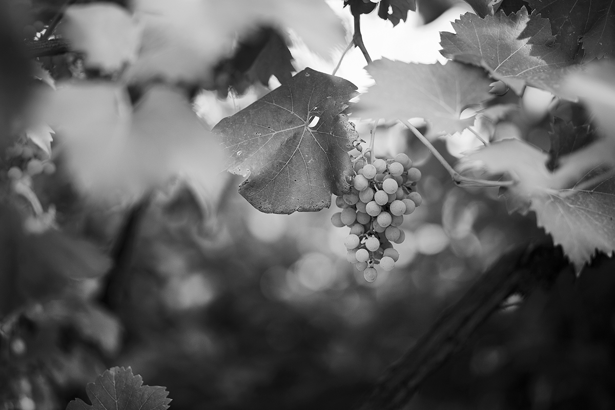 Grapes