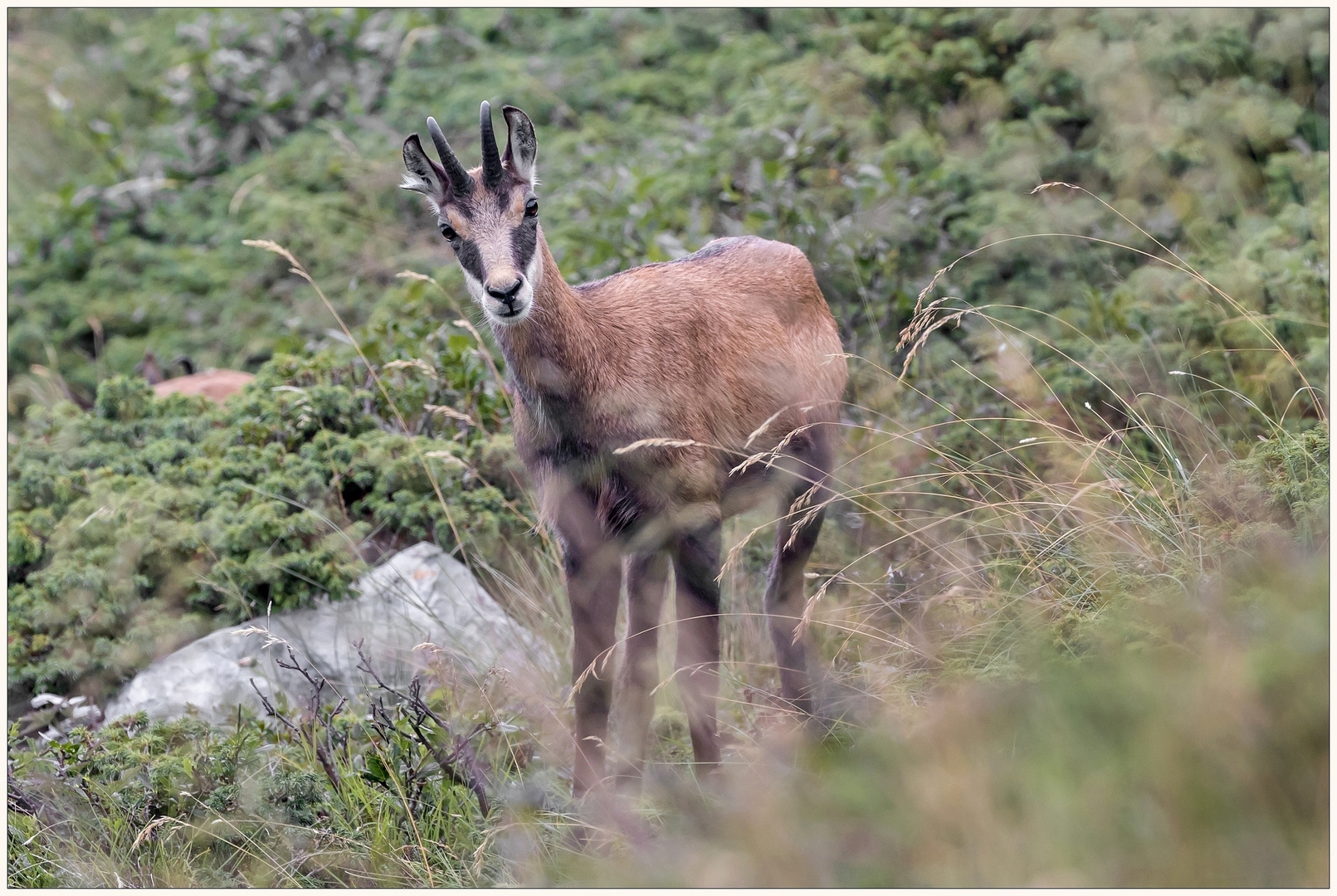 Rupicapra, ovvero Camoscio alpino