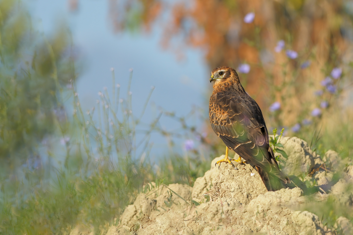 Albanella minore (Circus pygargus)