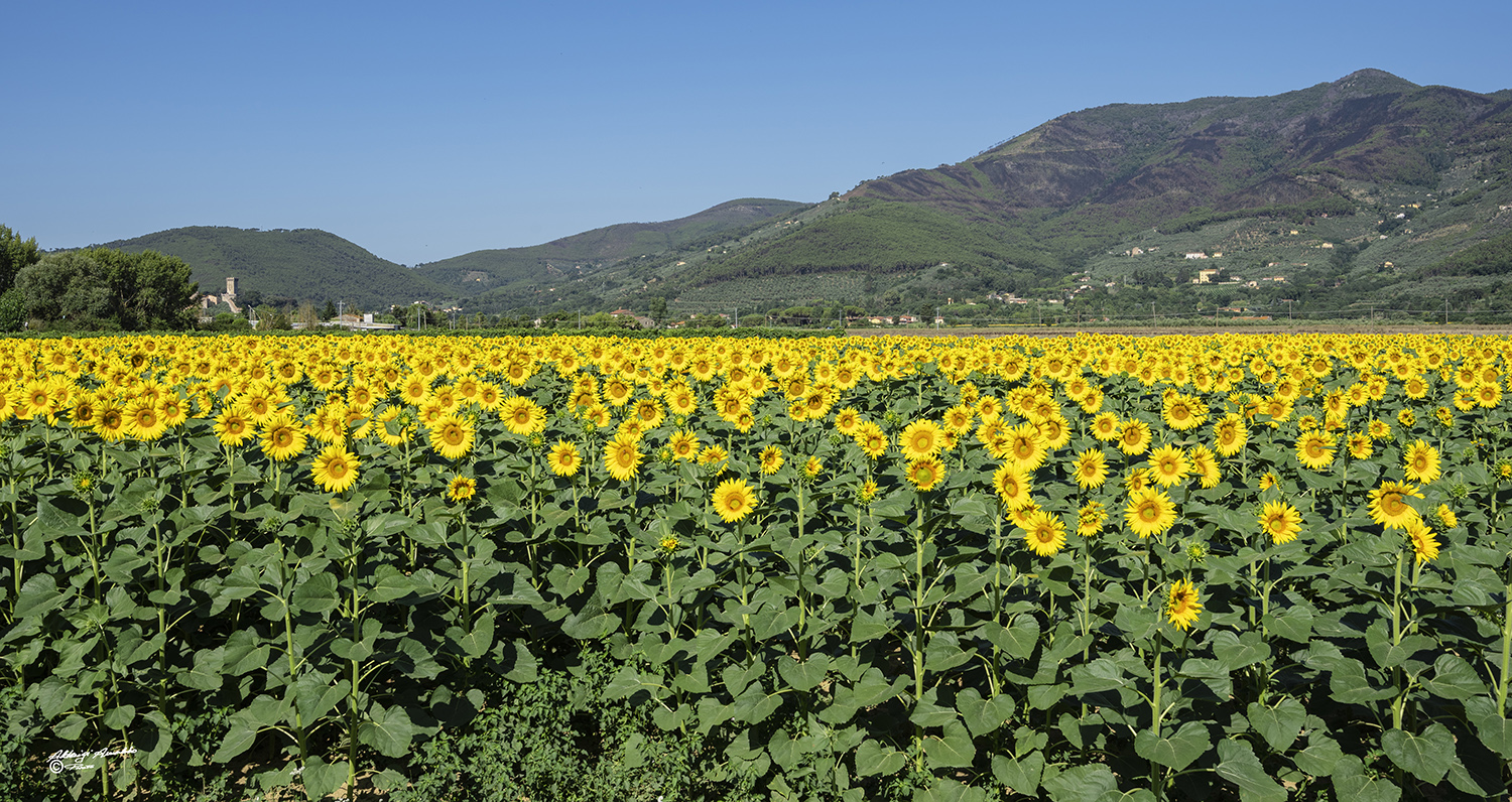 Un mare di girasoli ai piedi del monte..