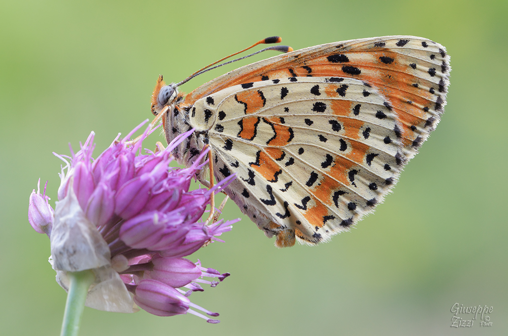 Melitaea didyma