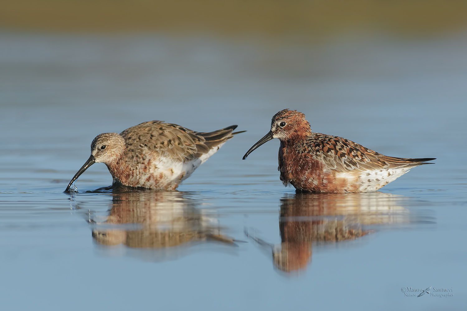 Calidris-ferruginea_DSC7908