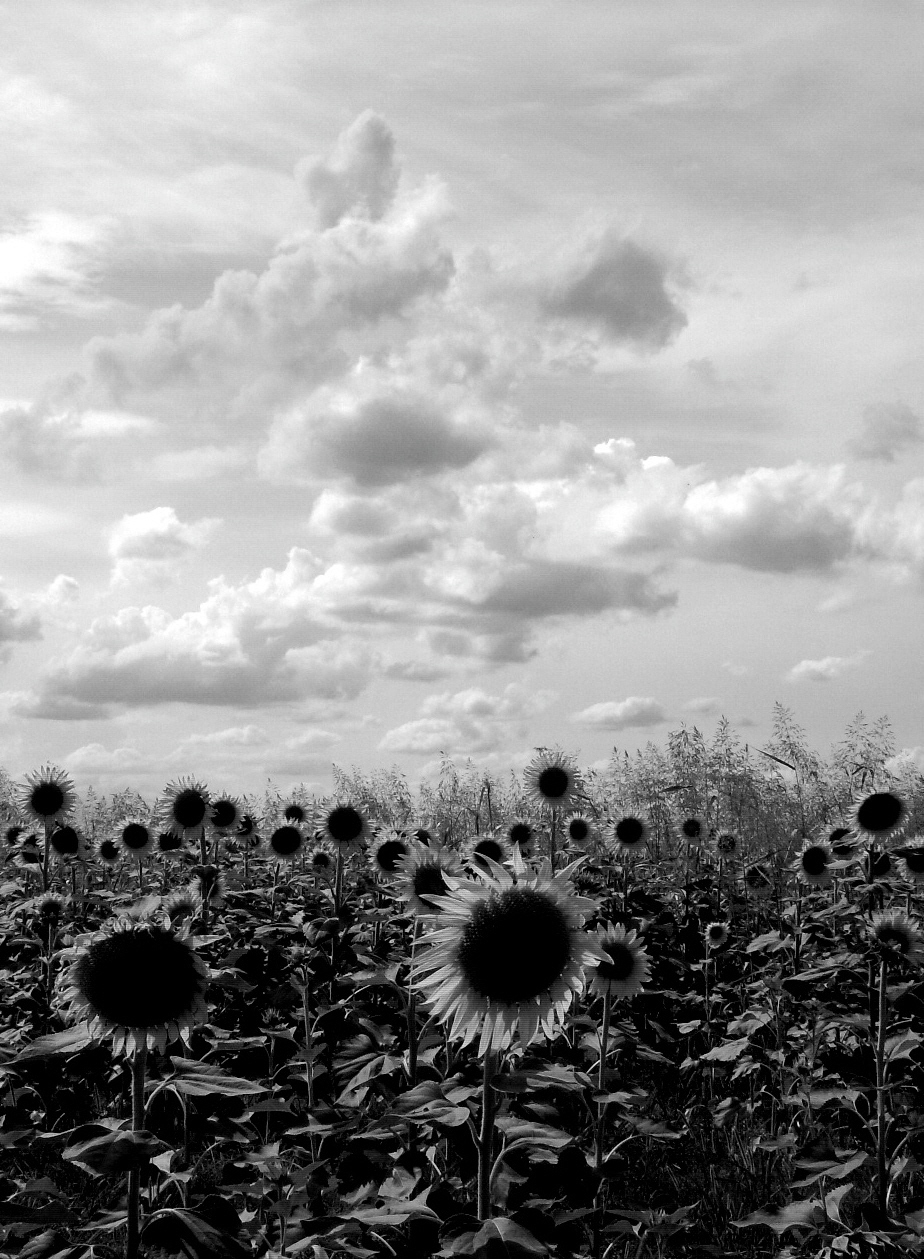 attrazione   paranoica