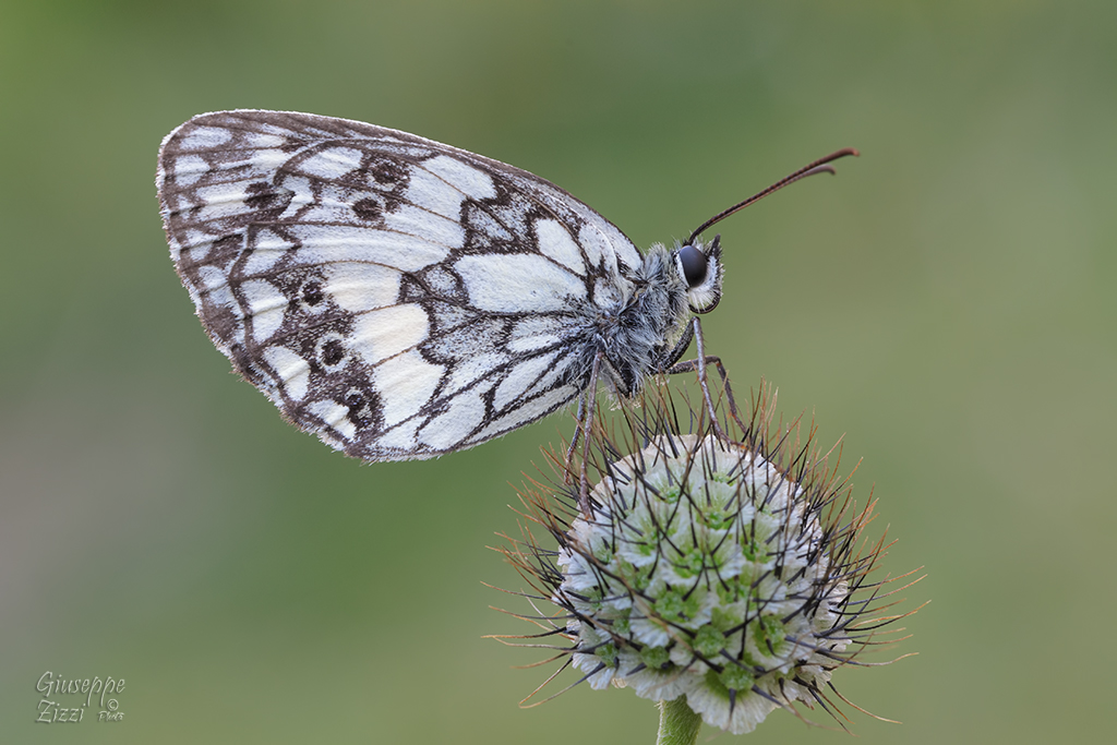Melanargia galathea