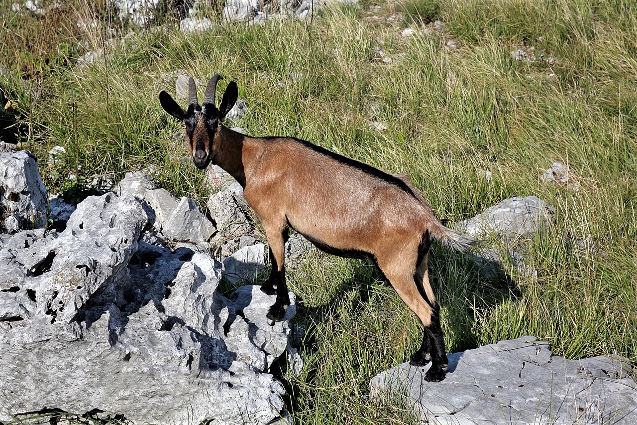 Capra dalle calzette nere (capra cum caligis)