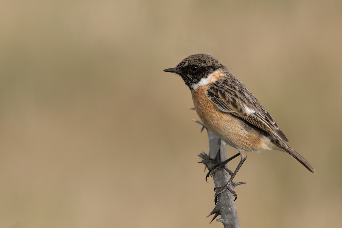 Saltimpalo (Saxixola rubicola)