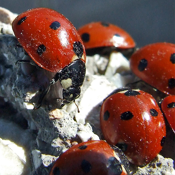 Ammucchiata rossonera