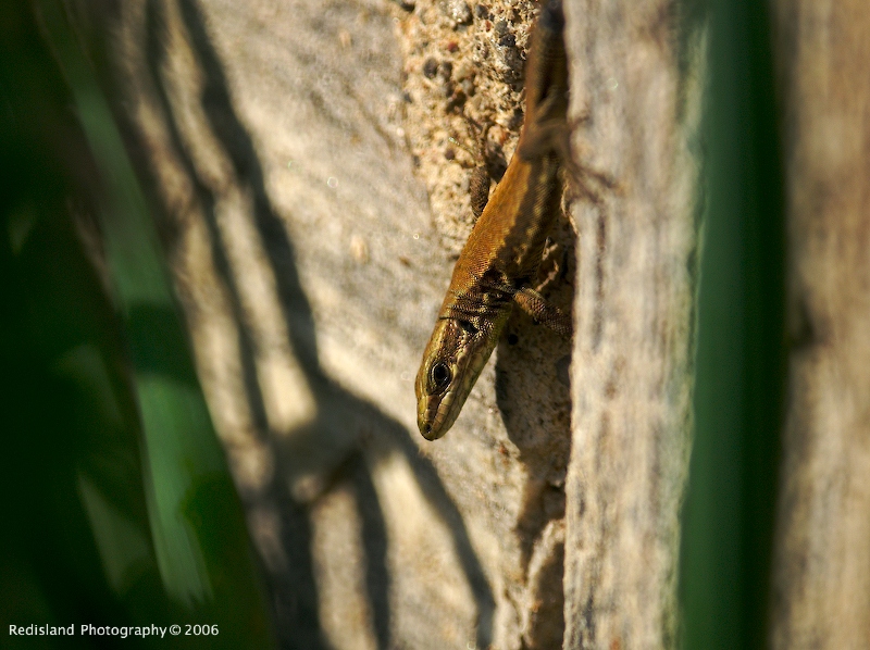 Macro Tamron 500 SP 4
