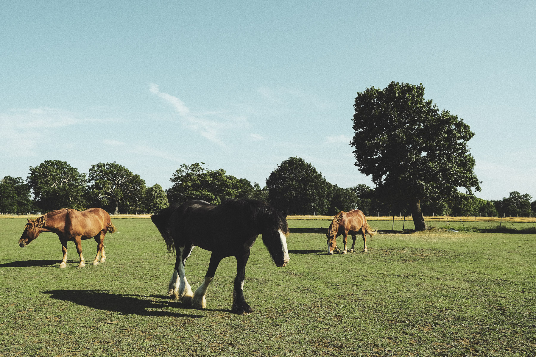 Chelmsford, Essex, August 2019