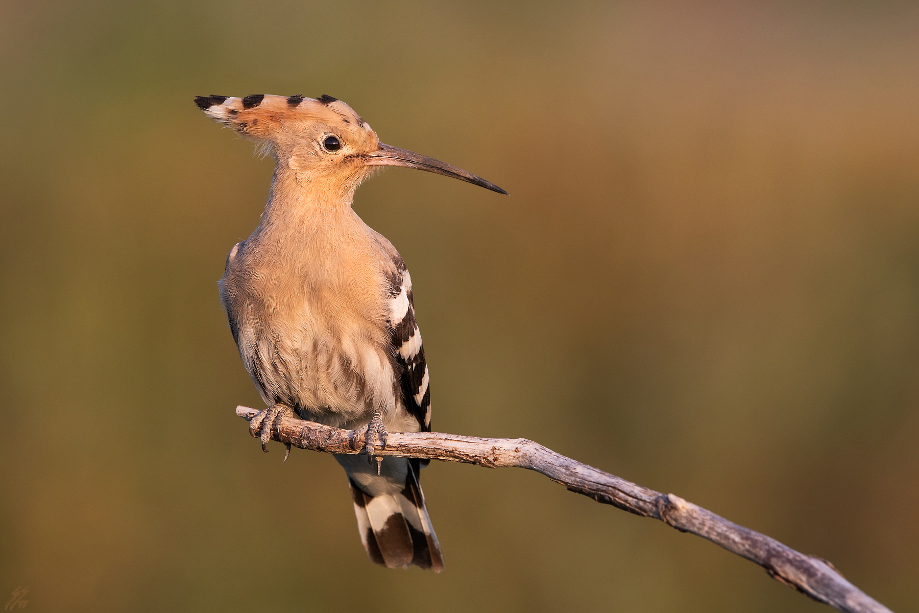 ..l'upupa e la mosca..