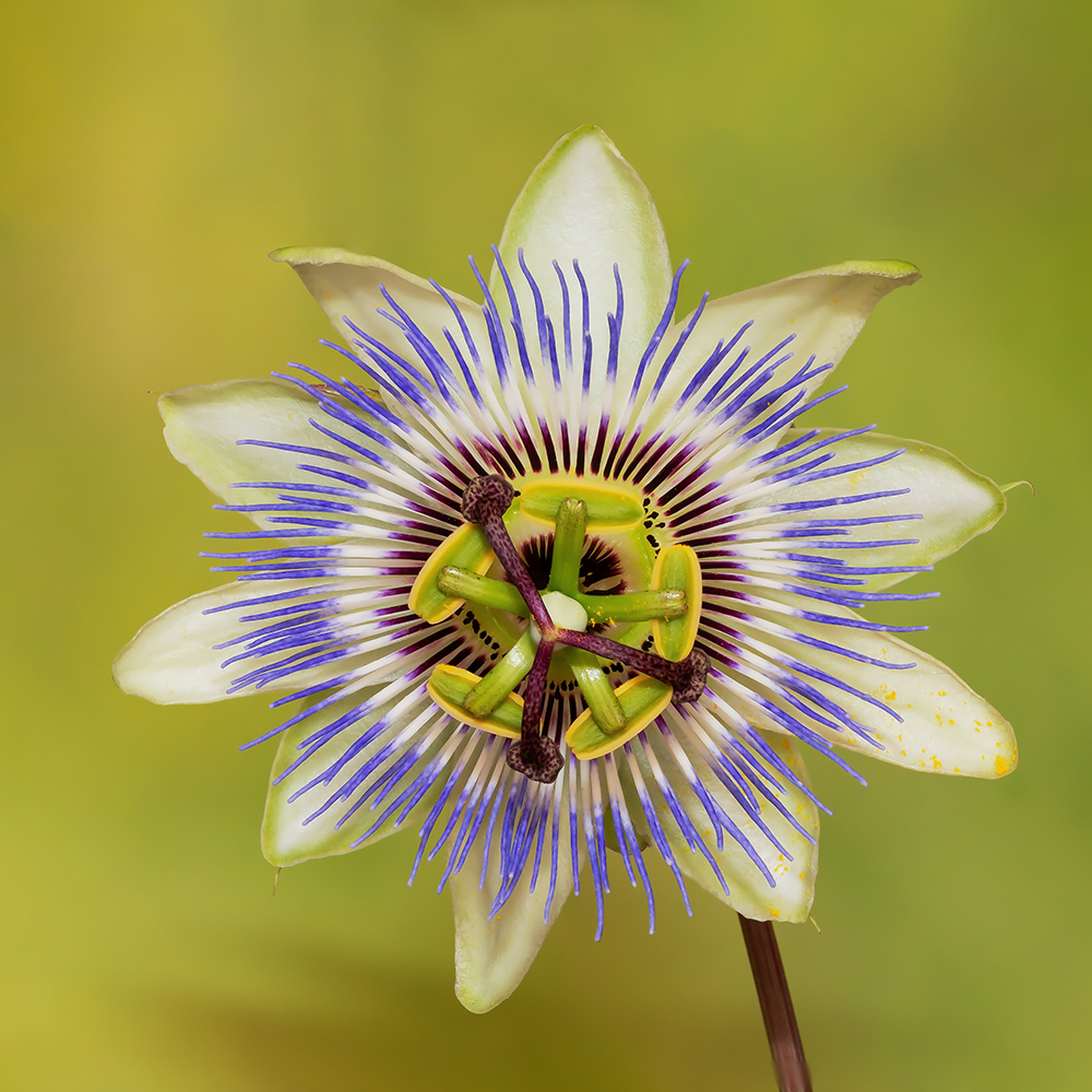 Passiflora