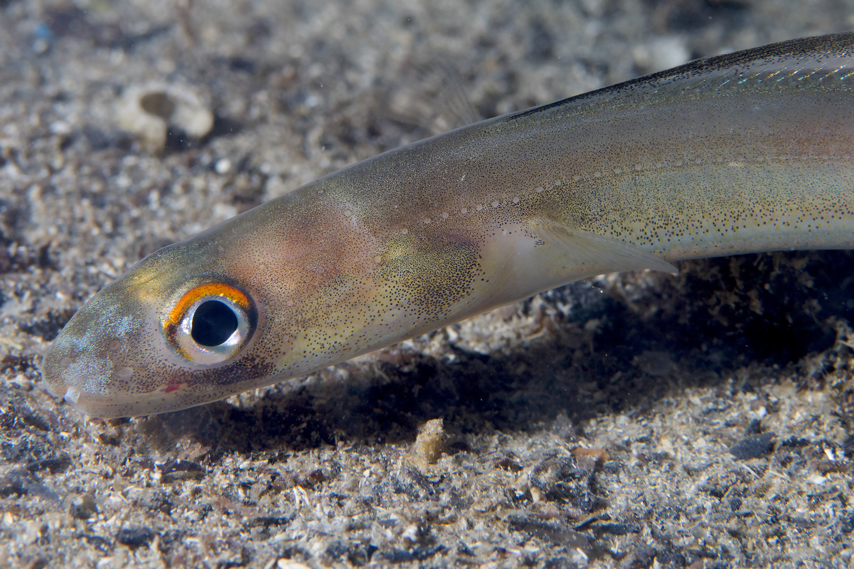 Piccolo grongo delle baleari