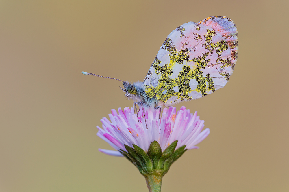 Anthocharis cardamines