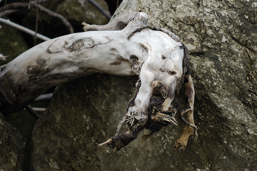 Natura morta
