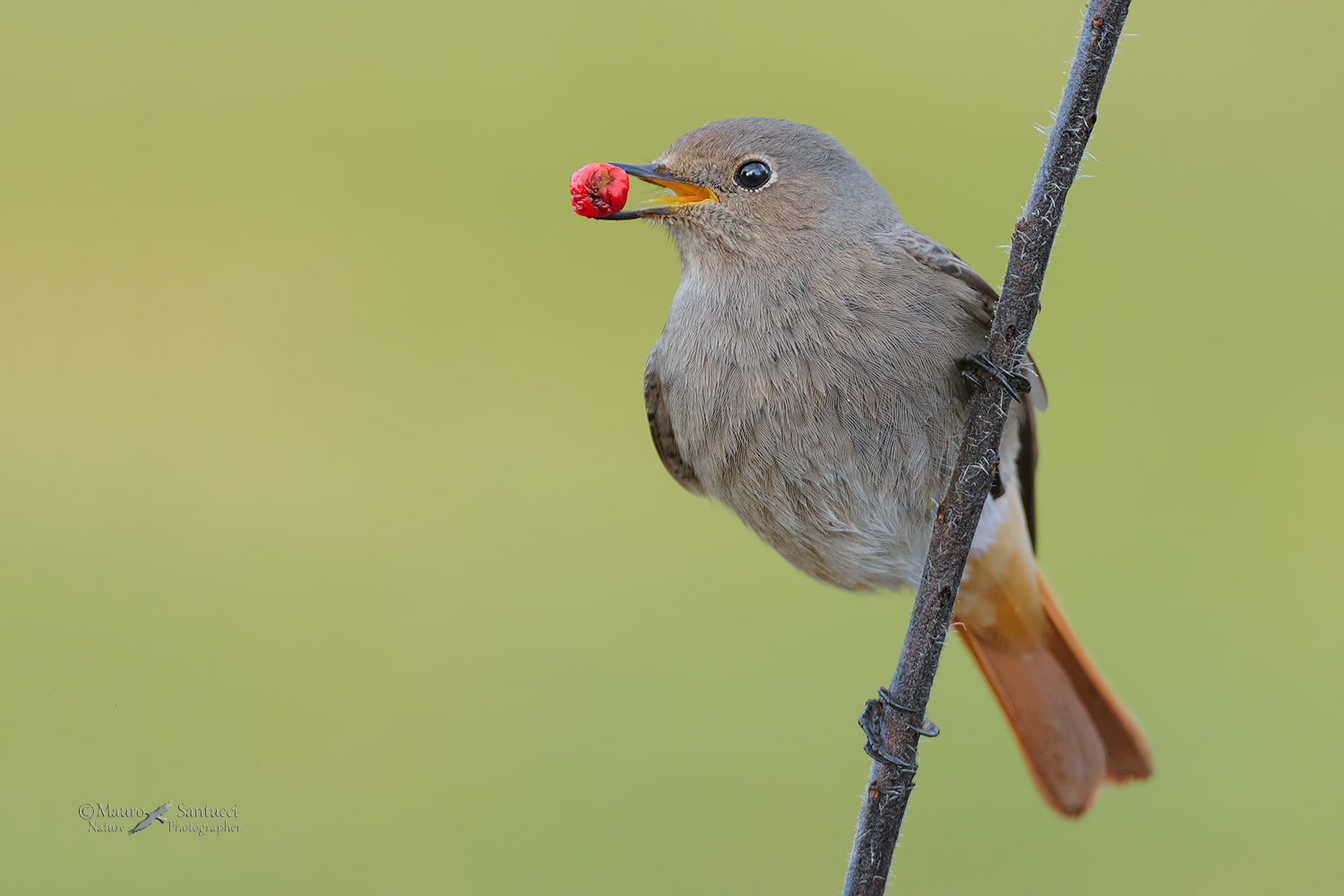 In-bocca-la-bacca_DSC3895