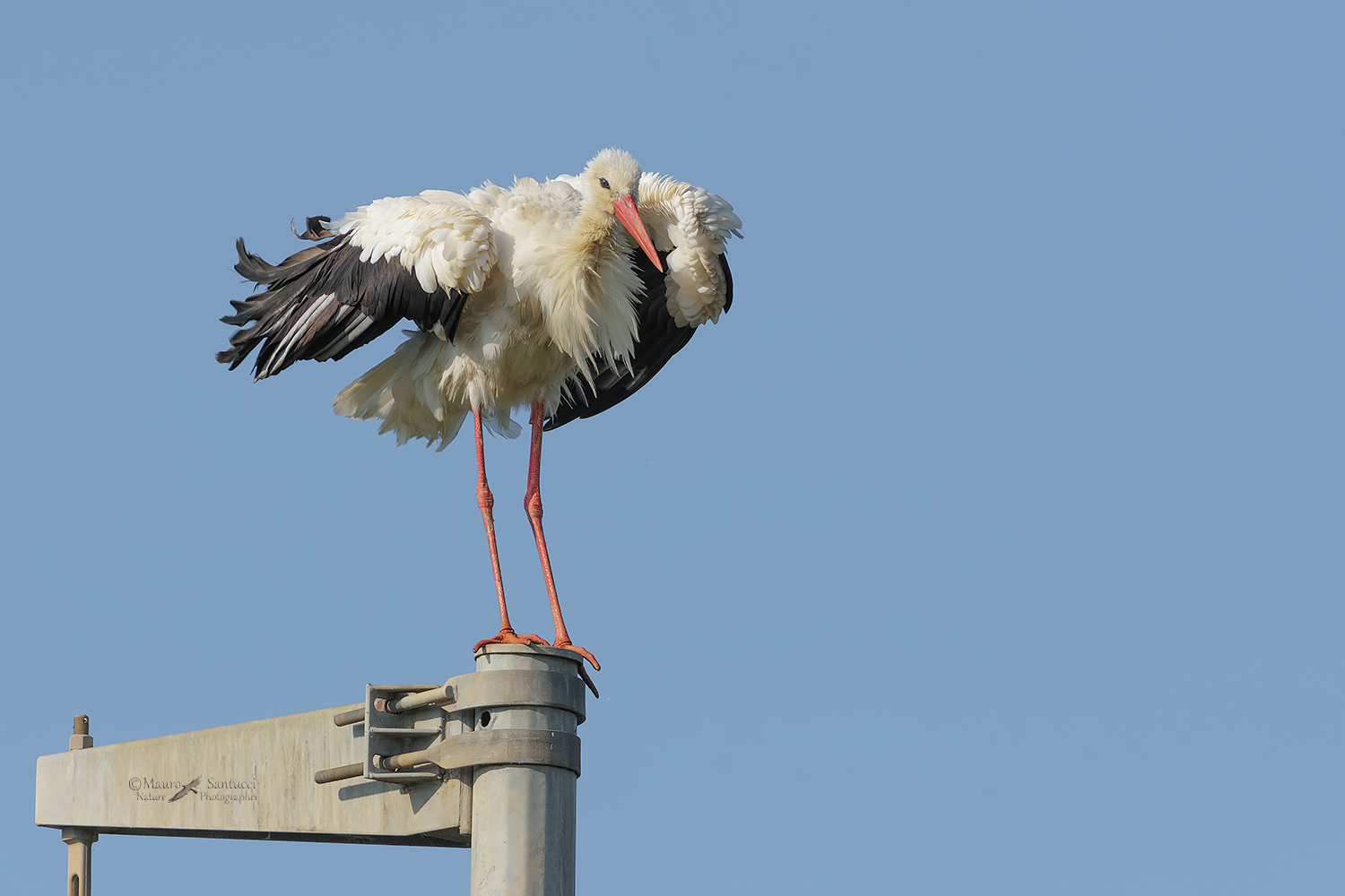 Cicogna-arruffata_DSC1015