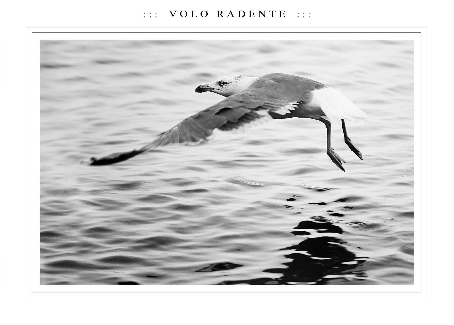 ::: V O L O   R A D E N T E :::