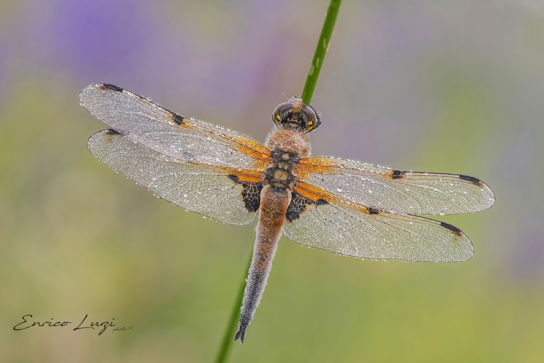 Libellula quadrimaculata (Linneaus, 1758)