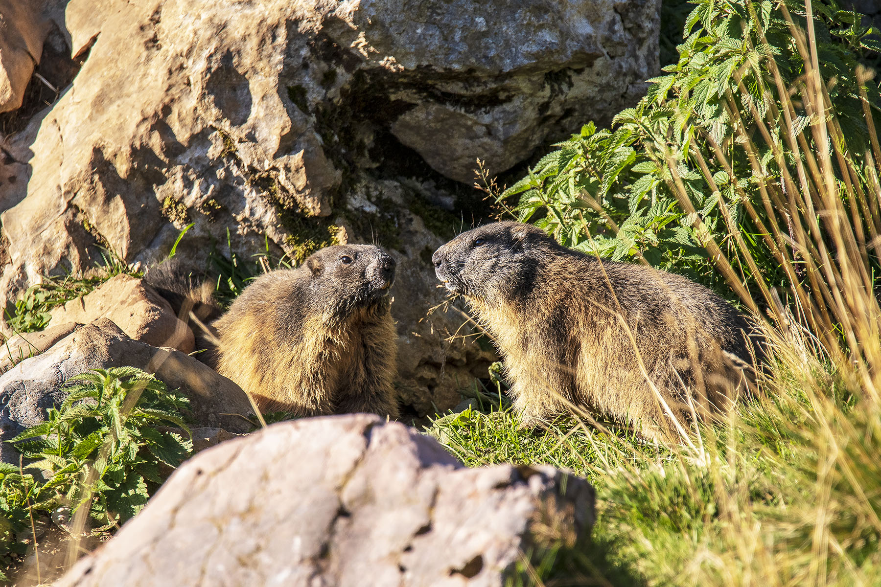 Due chiacchiere sull'uscio di casa