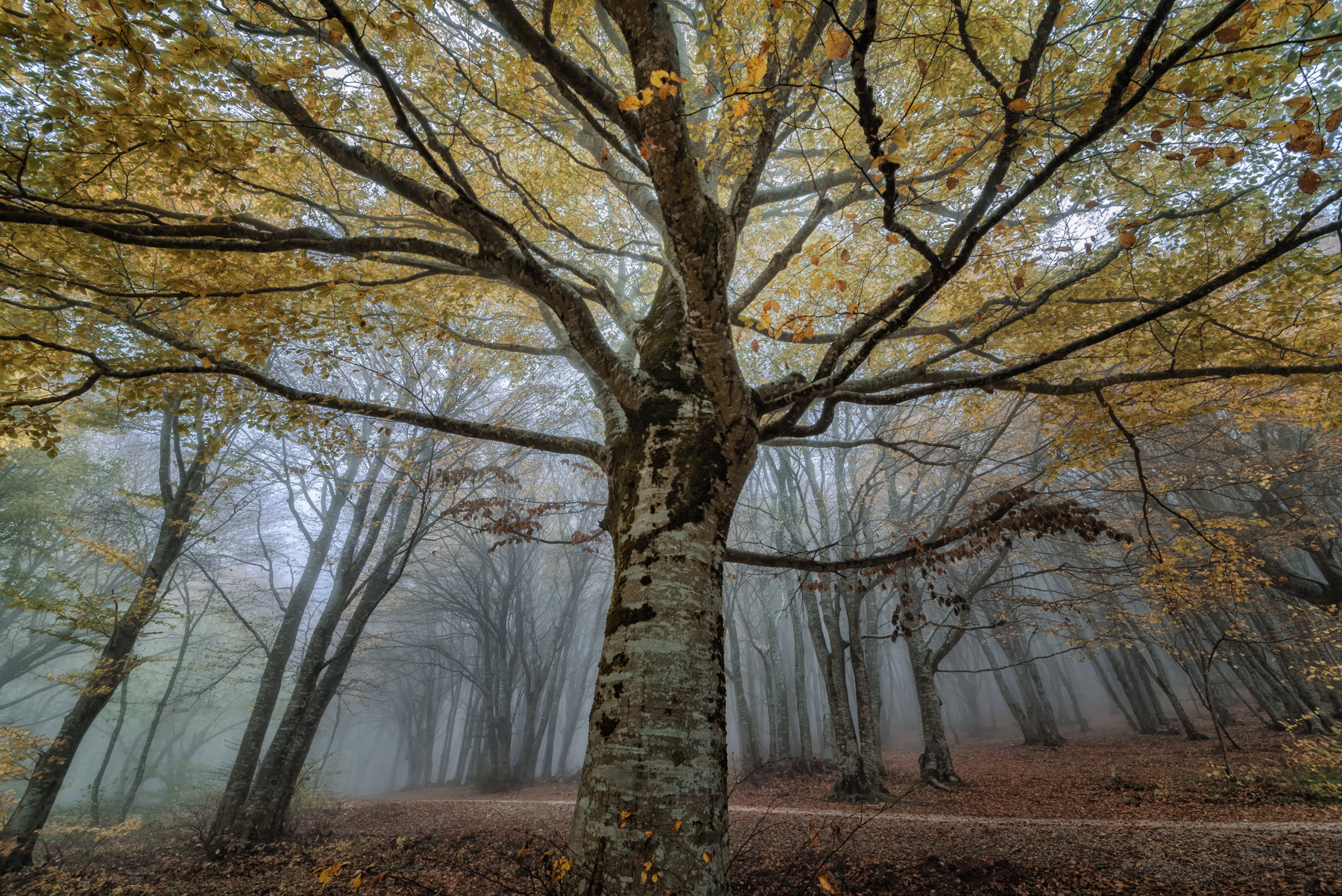 Le meraviglie del bosco 2