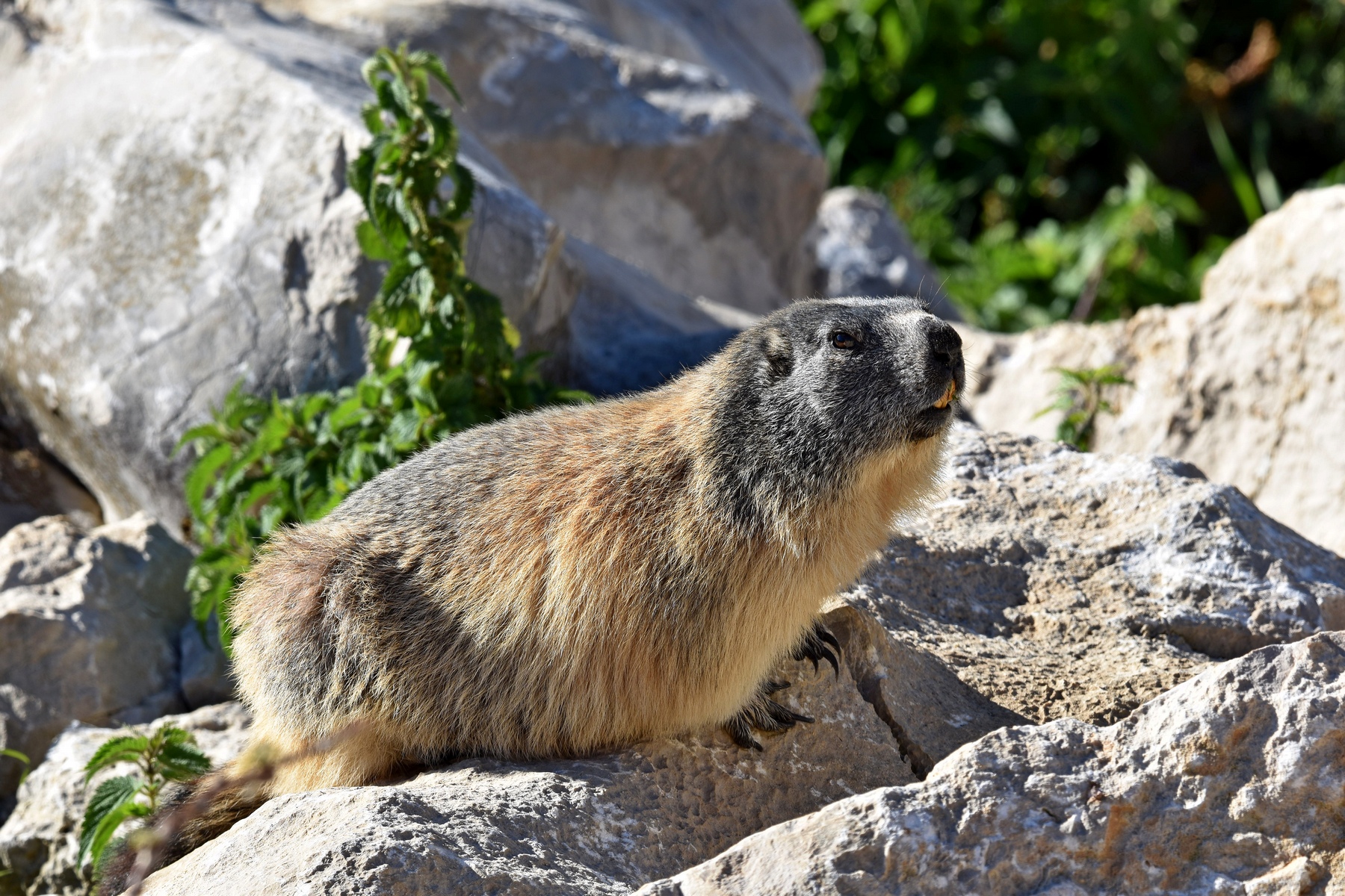 Ancora di sentinella