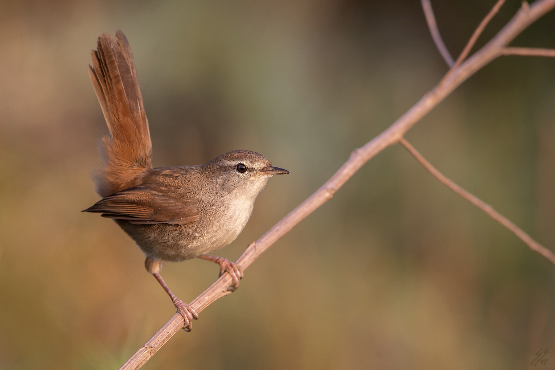 ..usignolo di fiume..