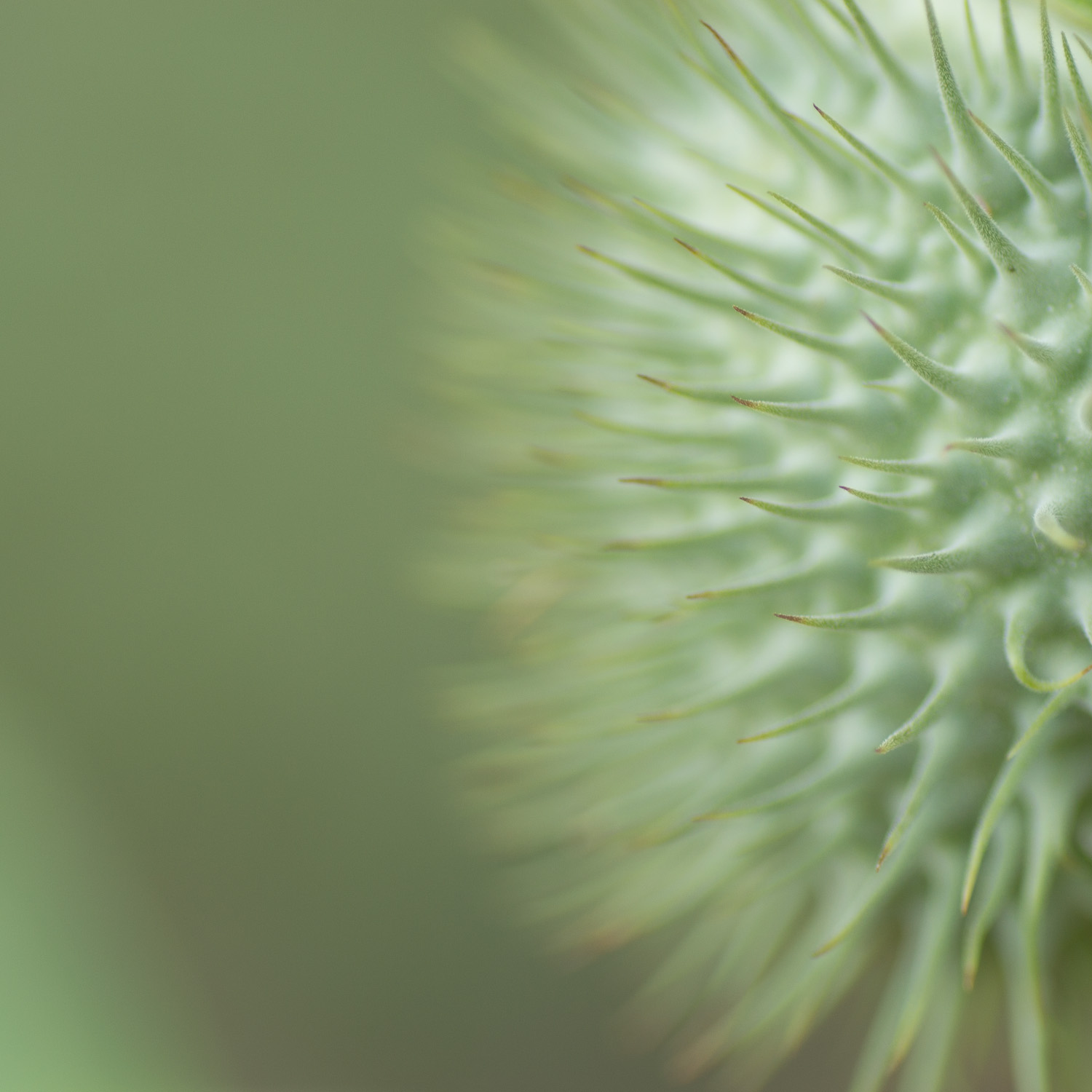 Frutto della Datura Wrightii..