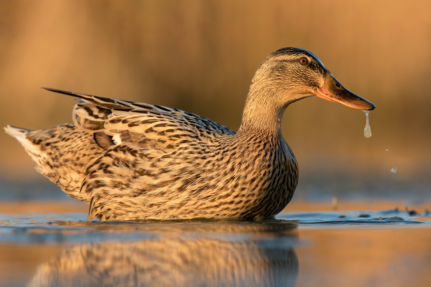 vicino....vicino....