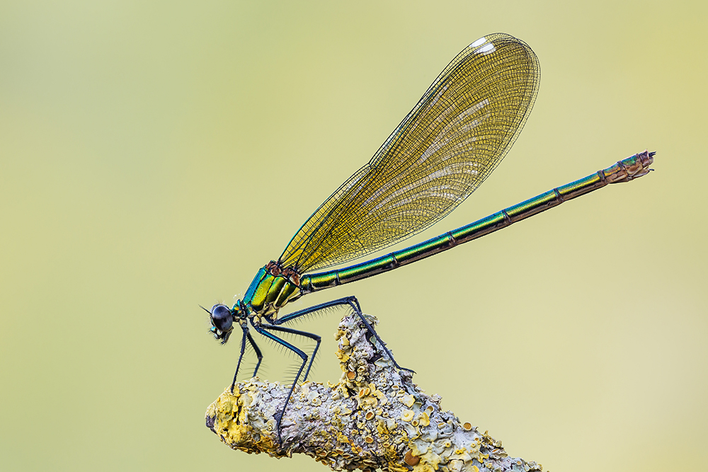 Calopteryx splendens