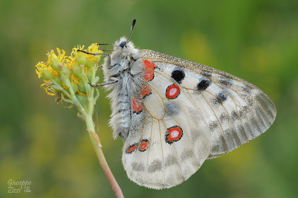 Parnassius apollo