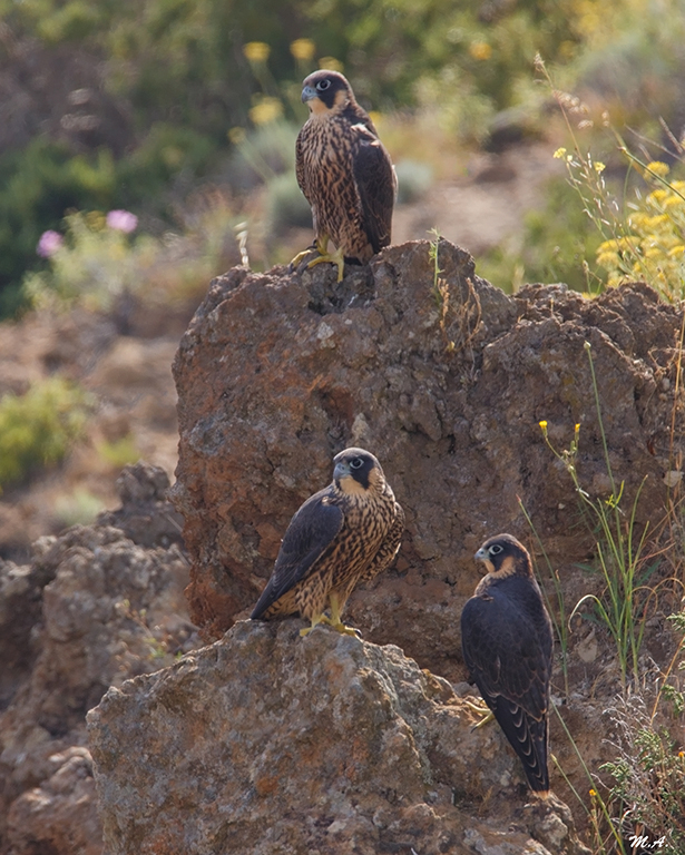 I 3 bimbi dell'anno scorso