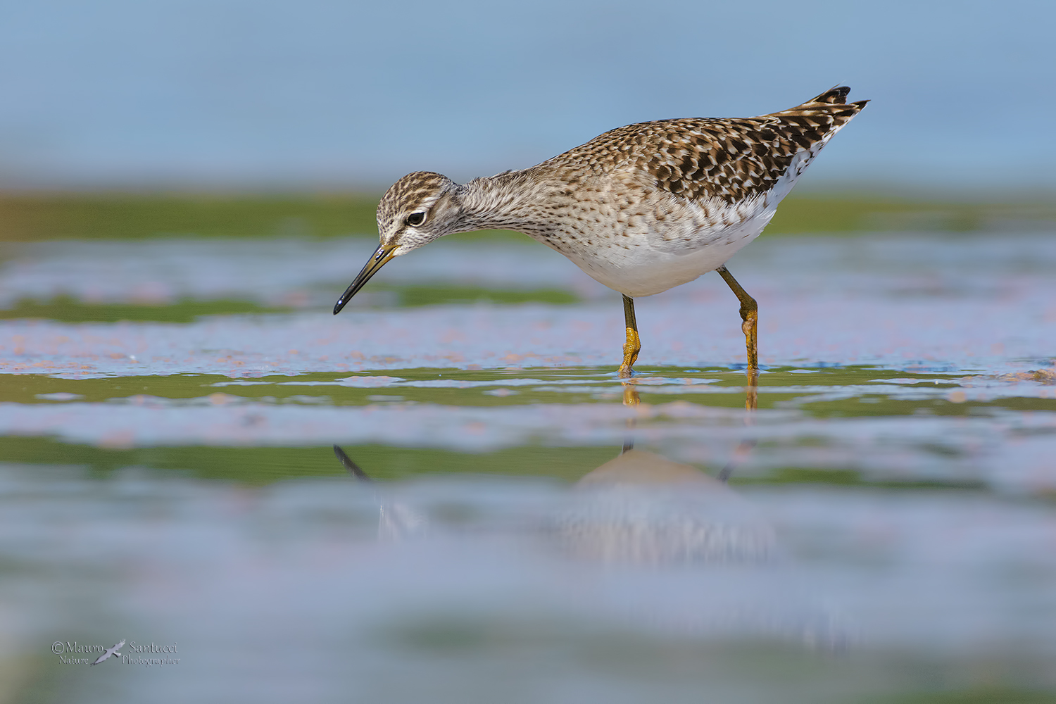 Piro-piro-boschereccio_DSC5022